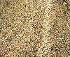 DSCF0592.JPG